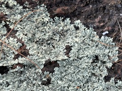 Xanthoparmelia conspersa