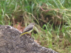 Motacilla cinerea