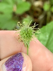Geum