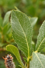 Salix breviserrata