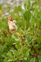Salix breviserrata