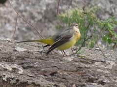 Motacilla cinerea
