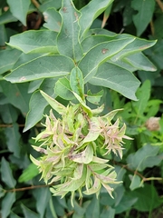 Lonicera tatarica