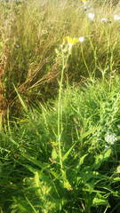 Sonchus arvensis arvensis