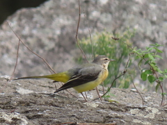 Motacilla cinerea