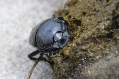 Scarabaeus semipunctatus