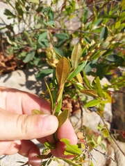 Chamaedaphne calyculata