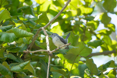 Melaenornis fischeri