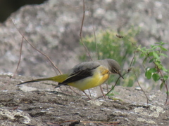 Motacilla cinerea