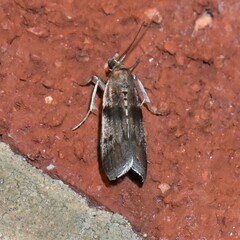 Acrobasis