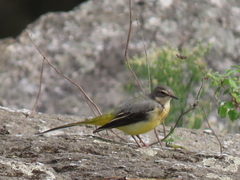 Motacilla cinerea