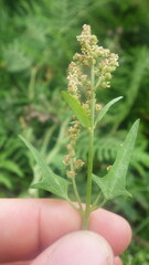 Atriplex prostrata