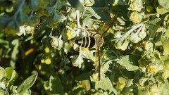 Ancistrocerus antilope