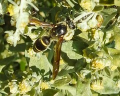 Ancistrocerus antilope