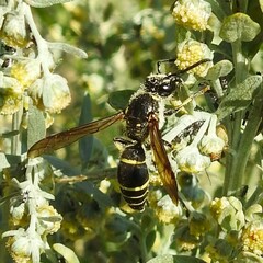Ancistrocerus antilope