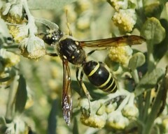 Ancistrocerus antilope