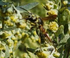 Ancistrocerus antilope