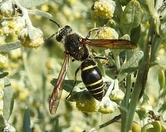 Ancistrocerus antilope