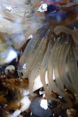 Anthopleura artemisia