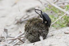 Scarabaeus semipunctatus