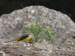 Motacilla cinerea