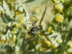 Ancistrocerus antilope