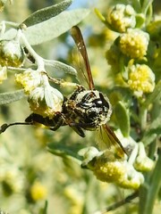 Ancistrocerus antilope