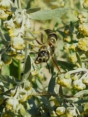 Ancistrocerus antilope