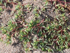 Euphorbia polygonifolia