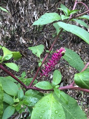 Phytolacca americana
