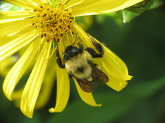 Bombus affinis