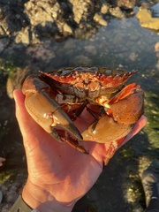 Romaleon antennarium