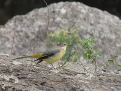 Motacilla cinerea