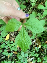 Geum