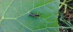 Tenthredinoidea