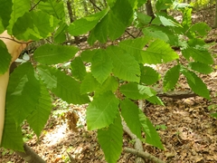 Castanea
