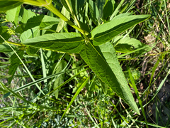 Heliopsis helianthoides