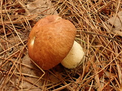 Suillus weaverae