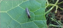 Tenthredinoidea