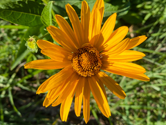 Heliopsis helianthoides