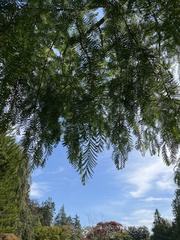 Metasequoia