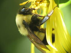 Bombus affinis