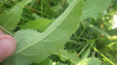 Sonchus arvensis arvensis
