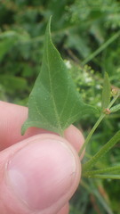 Atriplex prostrata