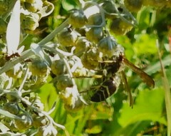 Ancistrocerus antilope