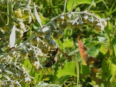 Ancistrocerus antilope