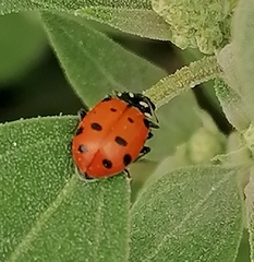 Hippodamia convergens