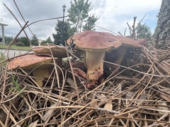 Boletus sensibilis