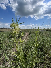 Asclepias hirtella