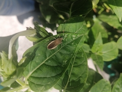 Catorhintha selector